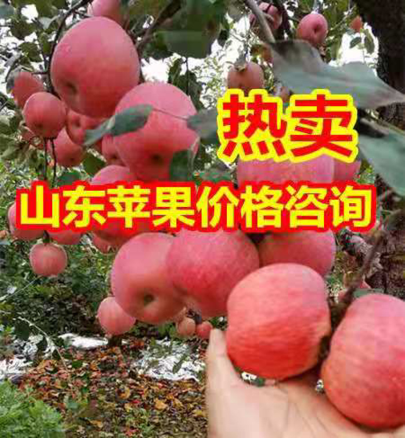 山东红富士苹果产地直销，全国发货，品质保证，详情咨询电话
