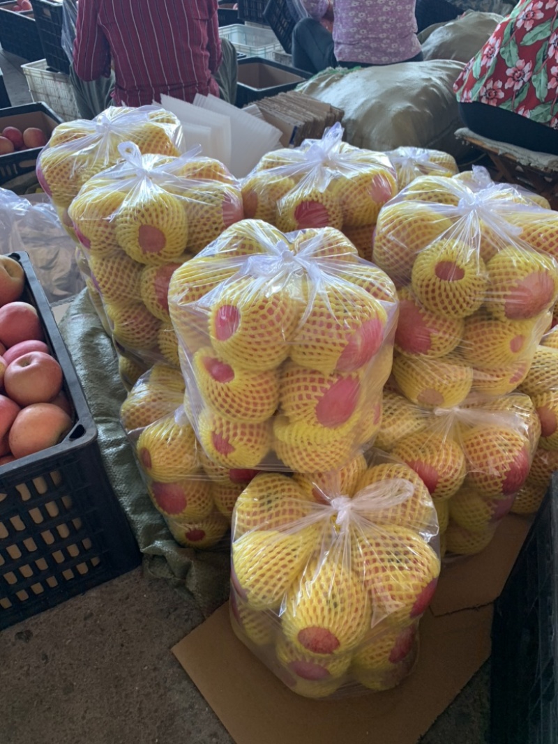 山东红富士苹果产地直销，全国发货，品质保证，详情咨询电话