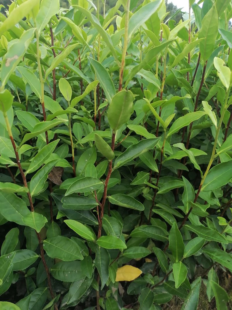 113.他是炒毛尖茶的好材料，色泽翠绿，抗病性强栽种易活
