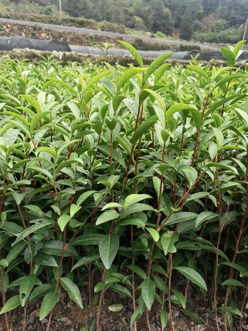 113.他是炒毛尖茶的好材料，色泽翠绿，抗病性强栽种易活
