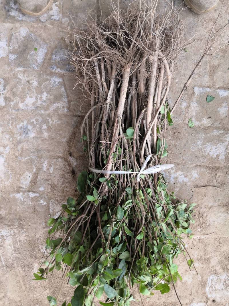 河南省封丘四季树形金银花苗（汇丰一号）包回收干花，免费技