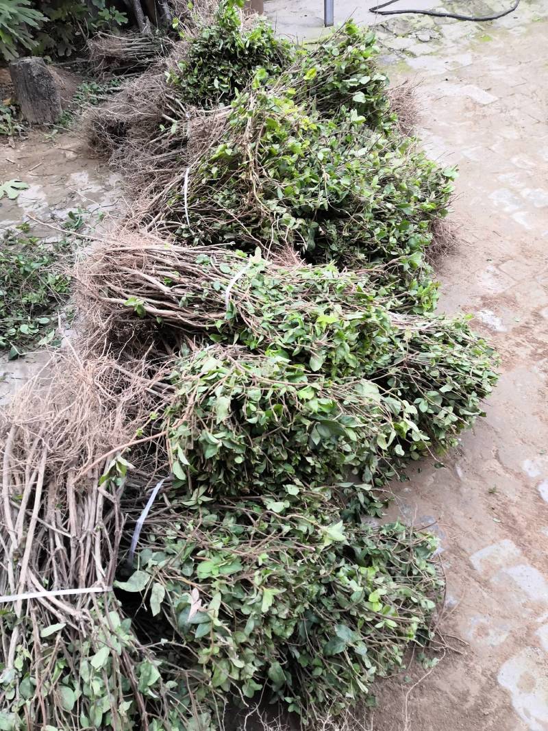 河南省封丘四季树形金银花苗（汇丰一号）包回收干花，免费技