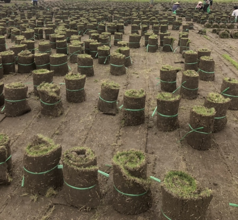草坪草