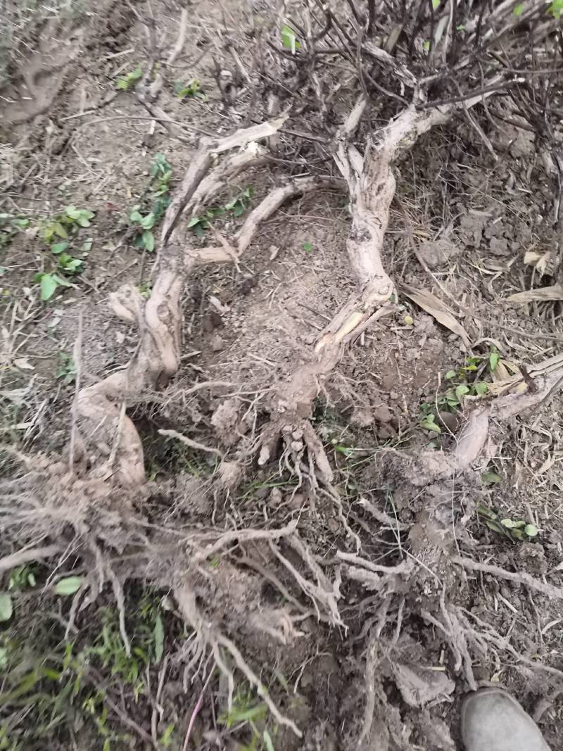 河南省封丘四季树形金银花苗（汇丰一号）包回收干花，免费技
