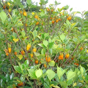 我家种植大量黄栀子，现在正是采收时间，欢迎老板采购