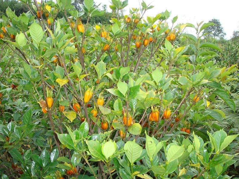 我家种植大量黄栀子，现在正是采收时间，欢迎老板采购