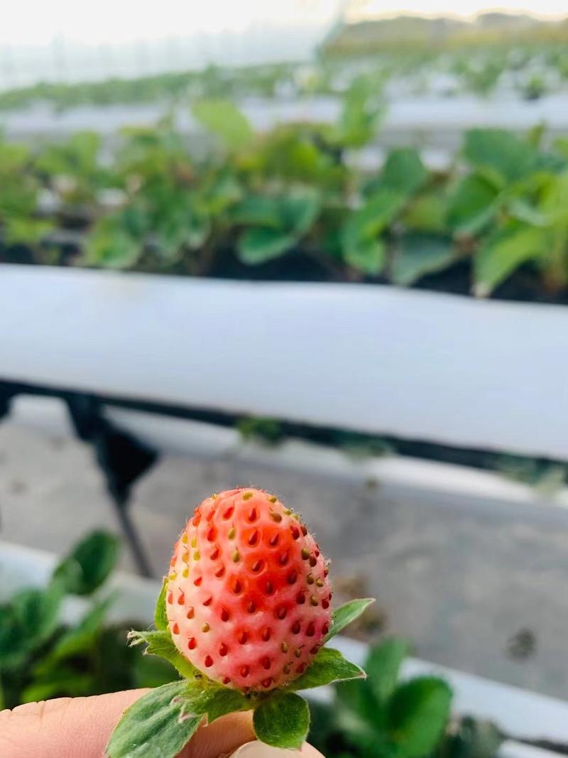 南通红颜草莓