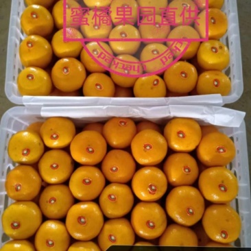 【湖北蜜橘】国庆蜜桔柑橘早熟橘子柑桔产地直销货整车批发