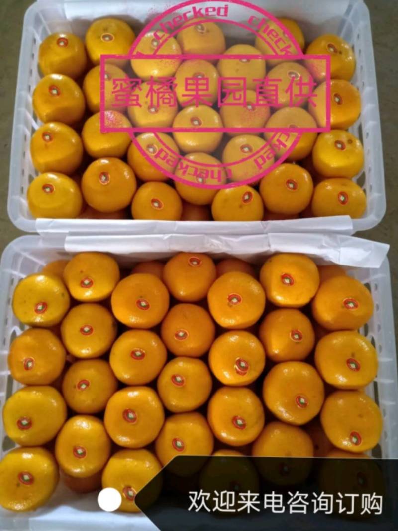 【湖北蜜橘】国庆蜜桔柑橘早熟橘子柑桔产地直销货整车批发