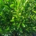 红江橙苗【精品苗】苗围直供量大从优一手货品种纯证