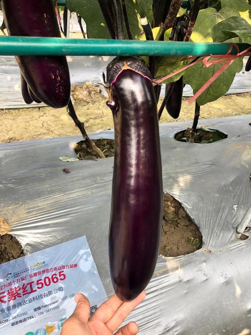 天紫红5065..专家育种，紫色红油亮。光泽度好果肉细腻