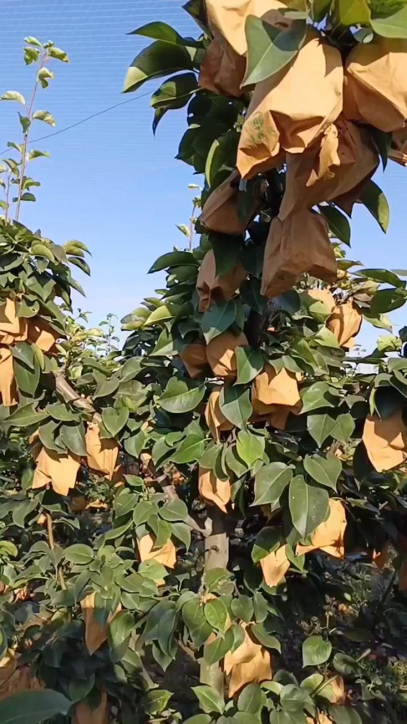 黄梨