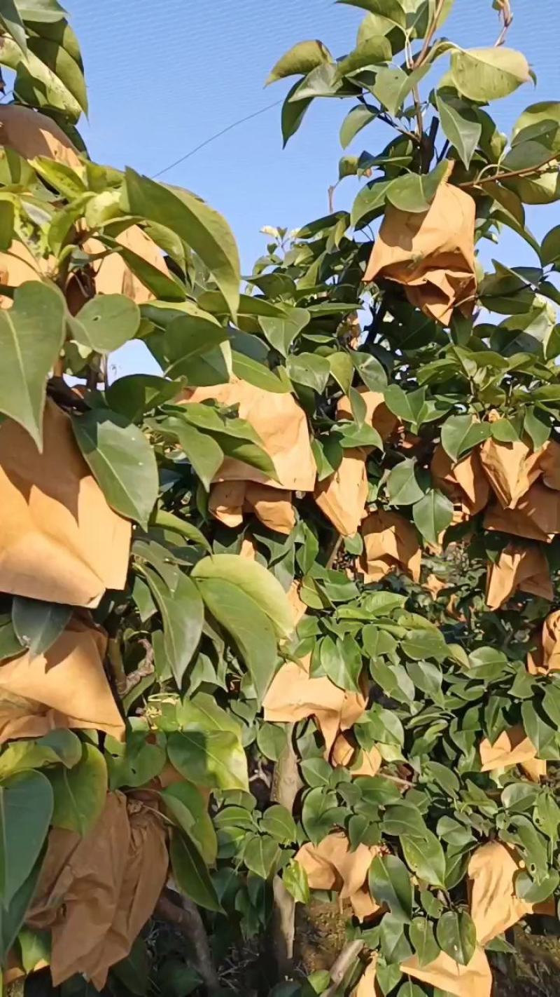 黄梨