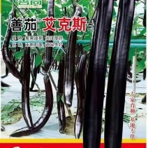 艾克斯茄种，专家育种，早熟，一代杂交，抗病能力强，