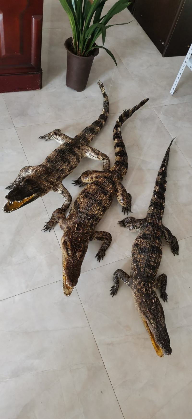 鳄鱼标本