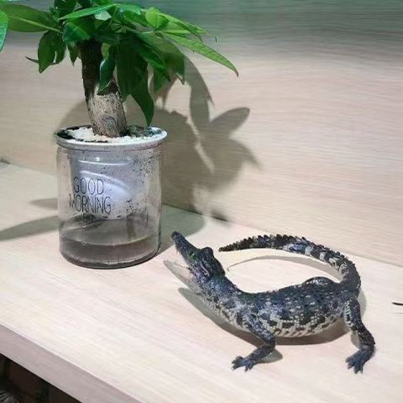 鳄鱼标本