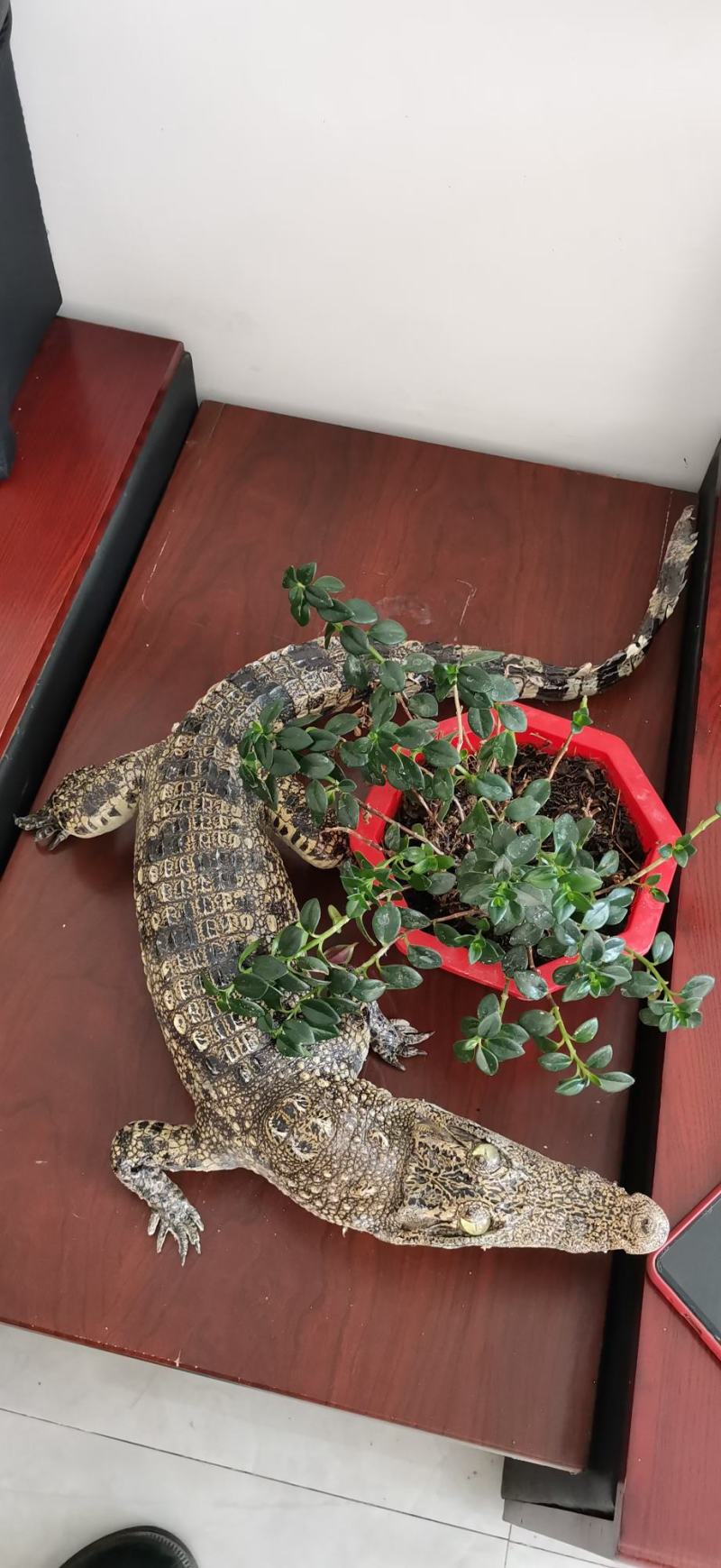 鳄鱼标本