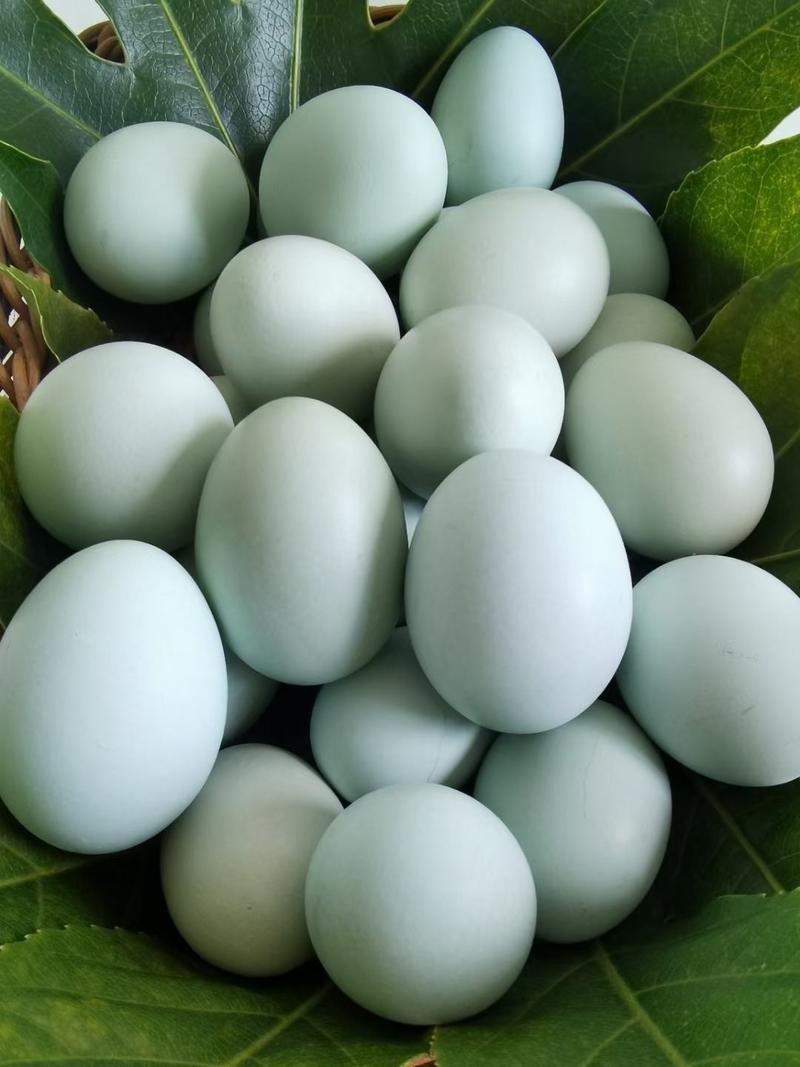 长顺县林下散养绿壳鸡蛋土鸡蛋物流发货