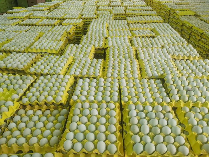 长顺县林下散养绿壳鸡蛋土鸡蛋物流发货