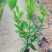 巴西樱桃木树苗适合庭院别墅院子庭院种植树苗水果苗