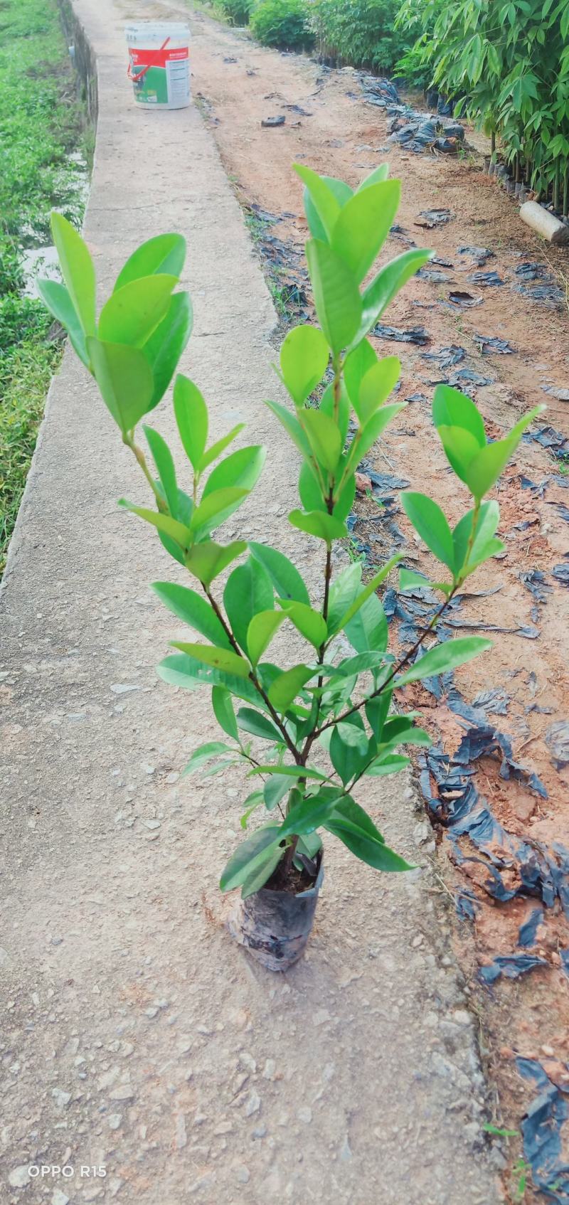 巴西樱桃木树苗适合庭院别墅院子庭院种植树苗水果苗