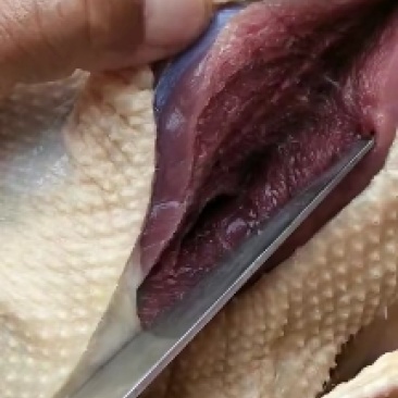 散养生态环境飞鸭，肉质鲜美