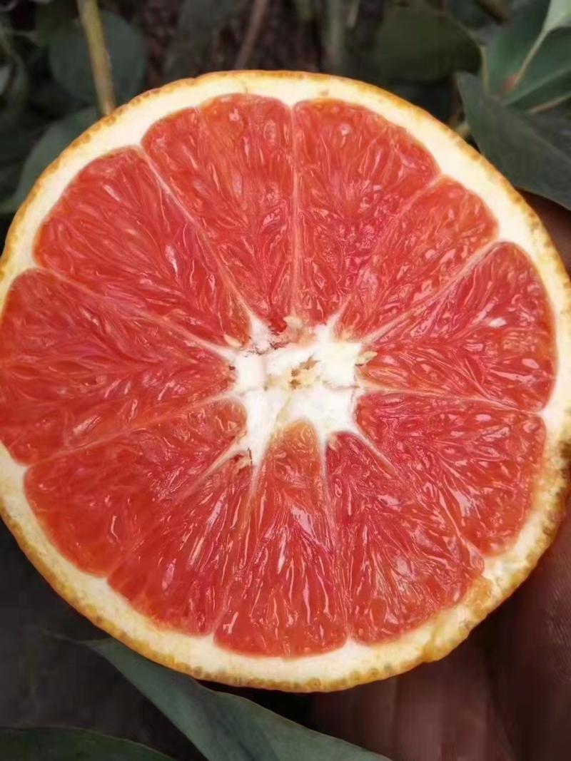 血橙，中华红血橙，个大皮薄口感好！果园子看货采摘