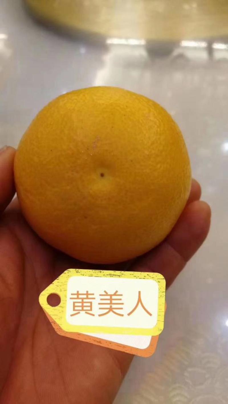 爱媛68黄美人柑橘苗，新品种。地径公分左右。品种假一赔十