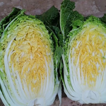 陕北的大白菜，大量上市，