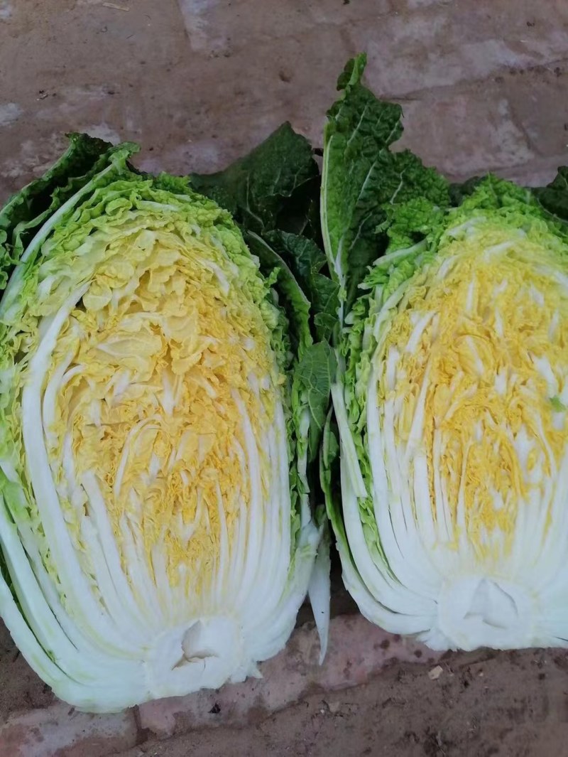 陕北的大白菜，大量上市，