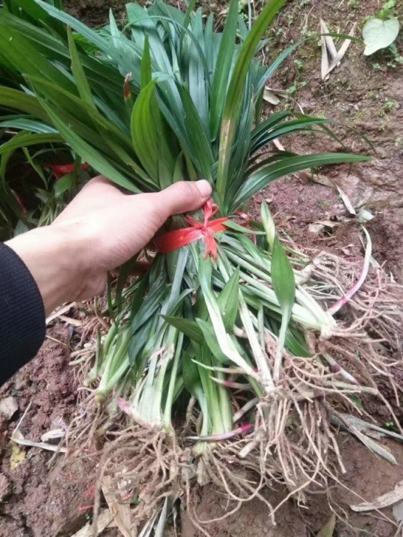 吉祥草一手货源便宜处理，苗子漂亮根系发达