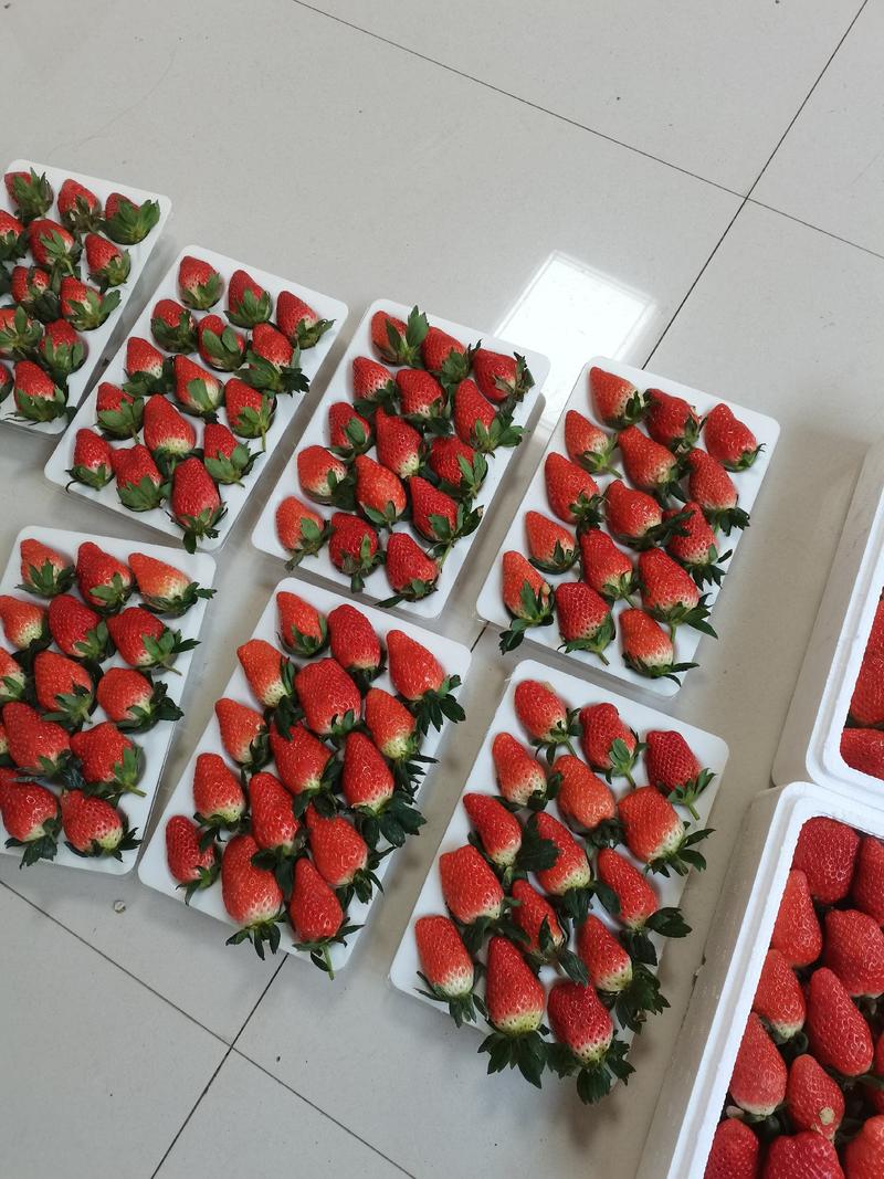 【现摘现发】优质香野草莓新鲜现摘颜色靓丽基地直发