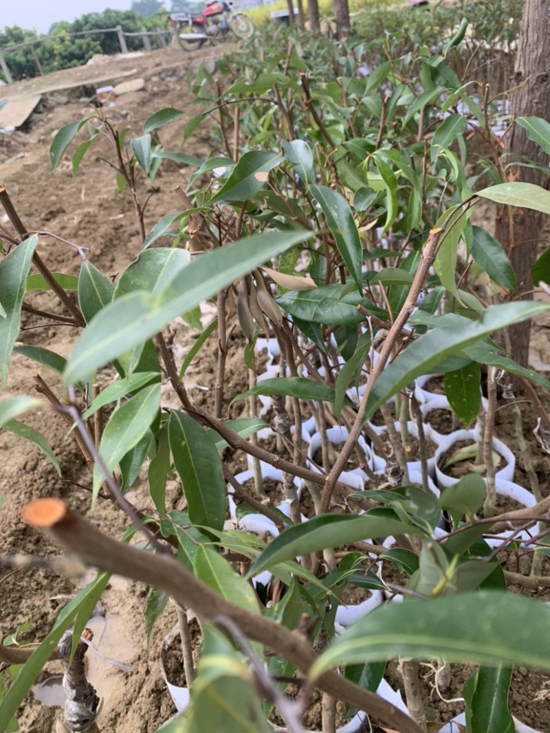无核荔枝小苗
