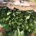 【推荐】大叶菠菜便宜了有需要的老板可以联系了
