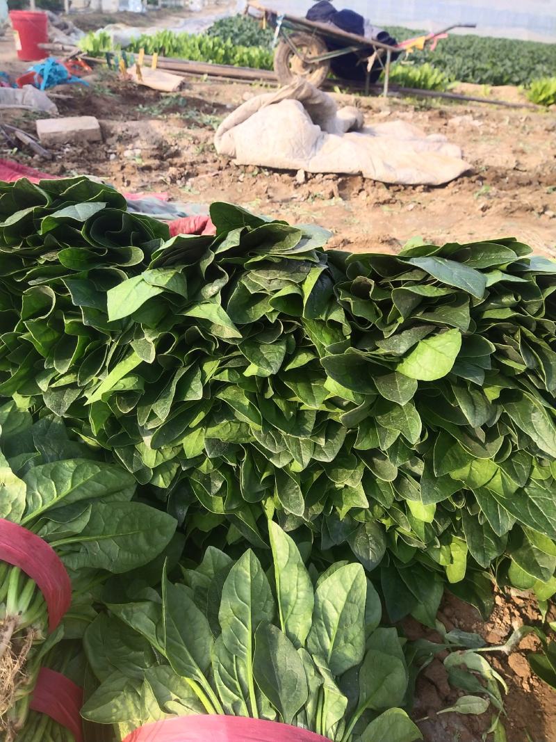 【推荐】大叶菠菜便宜了有需要的老板可以联系了