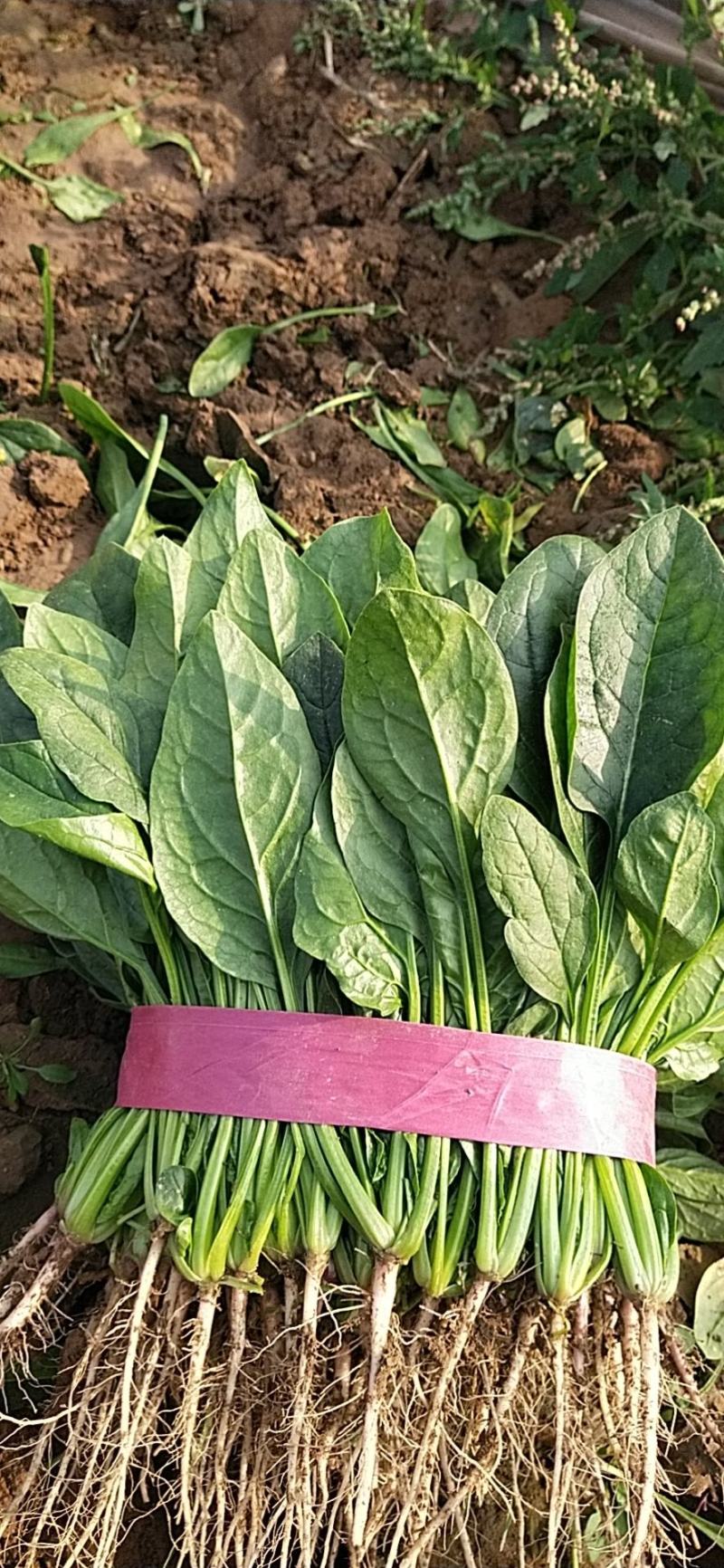 【推荐】大叶菠菜便宜了有需要的老板可以联系了