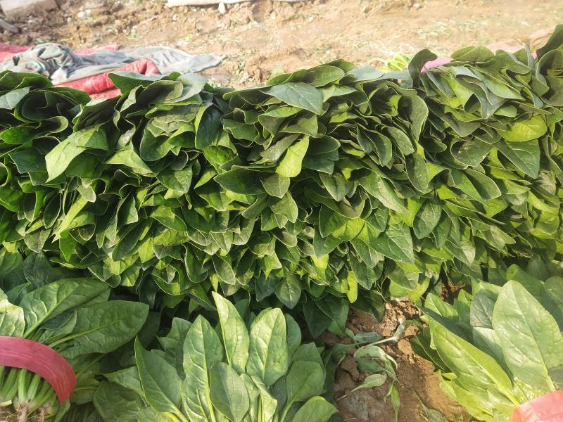【推荐】大叶菠菜便宜了有需要的老板可以联系了