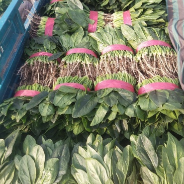 【推荐】大叶菠菜便宜了有需要的老板可以联系了