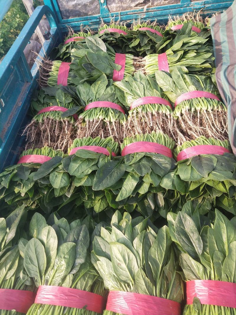 【推荐】大叶菠菜便宜了有需要的老板可以联系了