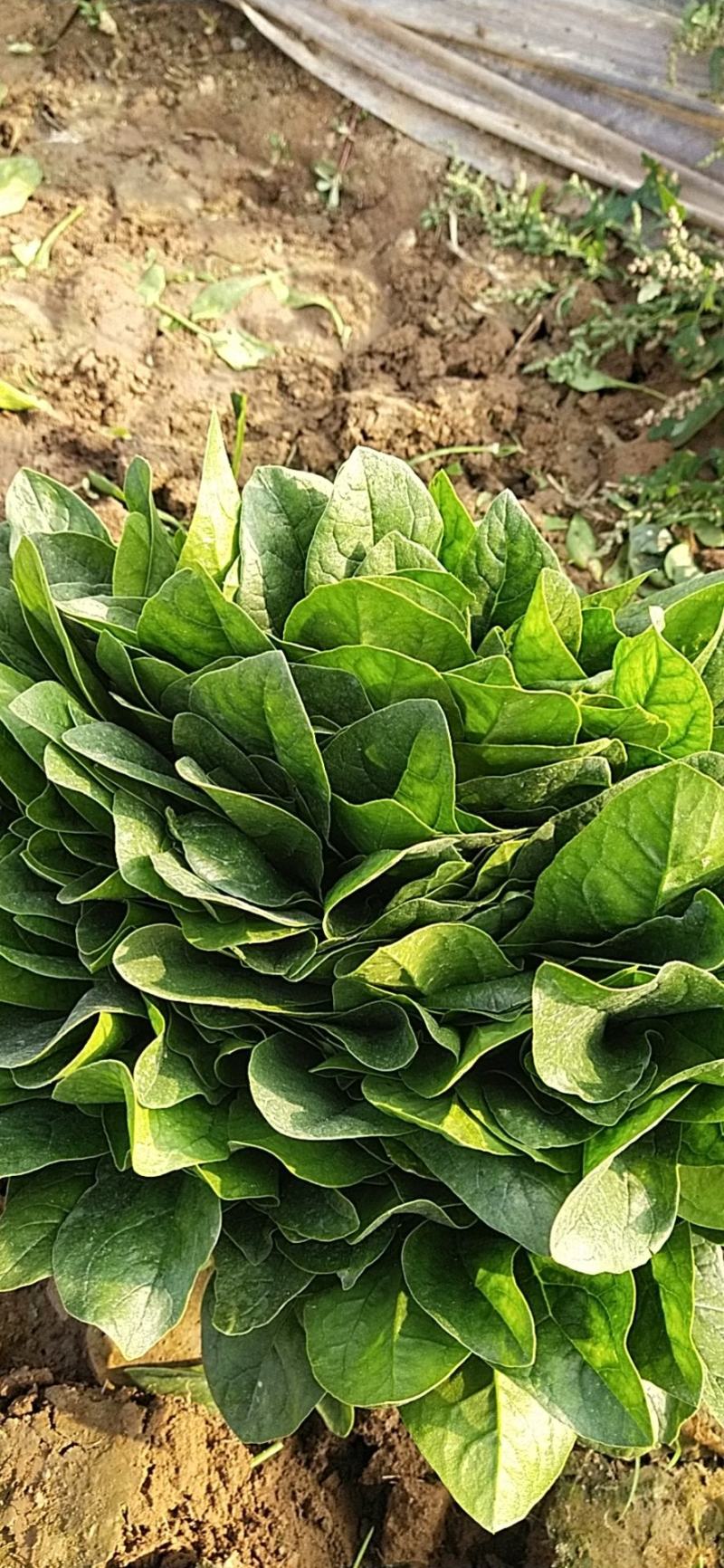 【推荐】大叶菠菜便宜了有需要的老板可以联系了