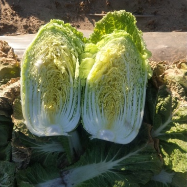 白菜