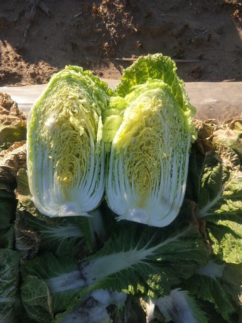 白菜