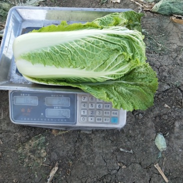 白菜精品北京3号