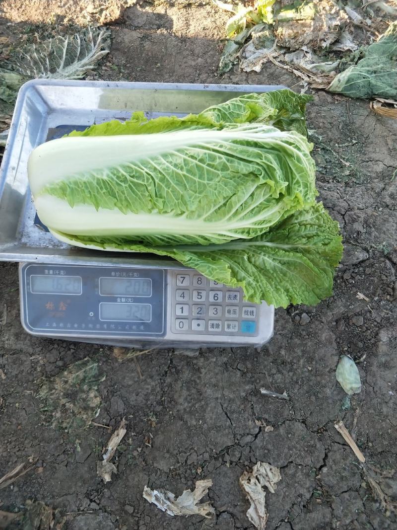 白菜精品北京3号