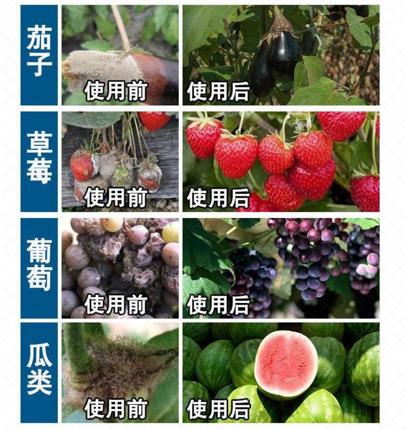 奇局乙霉威苯菌灵杀菌剂葡萄番茄黄瓜草莓灰霉病菌核病专用