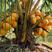 泰国金椰子树苗青椰树苗带土带叶发货合适南方种植