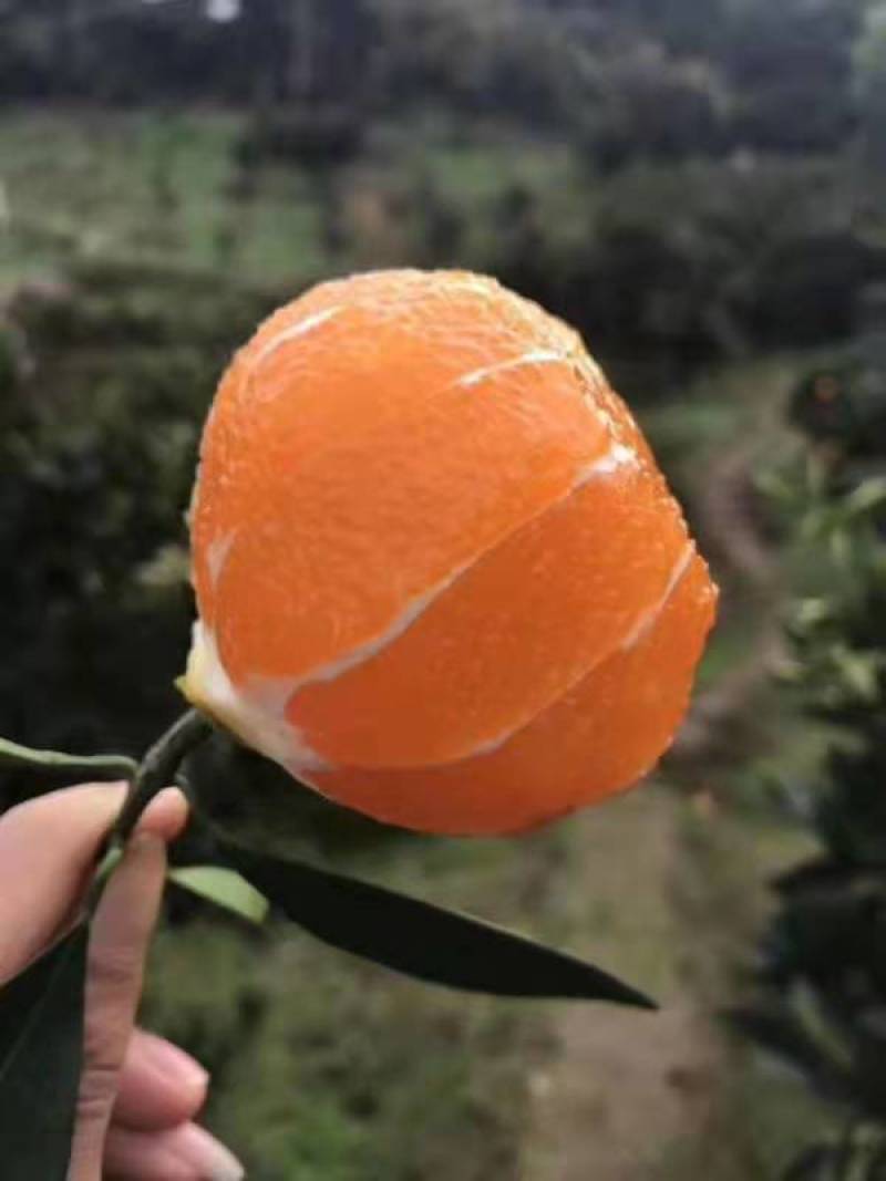 脐橙产地直销看货采摘保质保量欢迎订购
