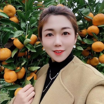 脐橙产地直销看货采摘保质保量欢迎订购