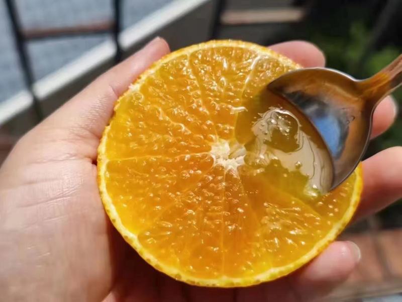 脐橙产地直销看货采摘保质保量欢迎订购