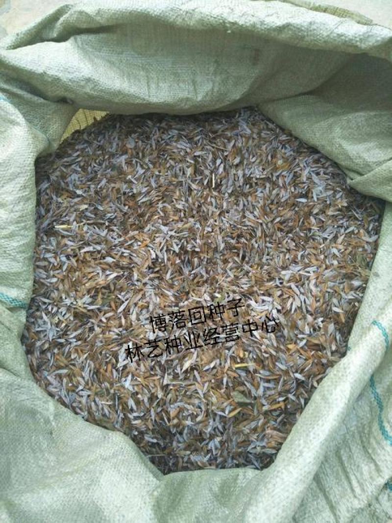 博落回种子药材观果种籽国产散装四季多年生庭院观叶种孑
